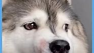 Hilarious Husky Is Incredibly Derpy