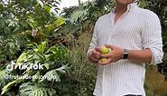 ‪Guayaba coronilla o guayaba agria (Psidium friedrichsthalianum) crece en altitudes entre los 0 y 1500 msnm. Es una fruta muy aromática, ácida y rica en vitamina C. Se consume como fruta fresca, en jugos, helados, salsas y dulces.‬ #frutascolombianas #guayabacoronilla #guayabaagria #frutasnativas #colombianfruits @cali #caribecolombiano #colombia