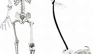 5.4Ft Posable Life Size Human Adult Skeletons with Dog Skeleton, Plastic Human Bones with Movable Joints for Halloween Decoration