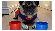 Super-pug can Bottle Flip?! 😮