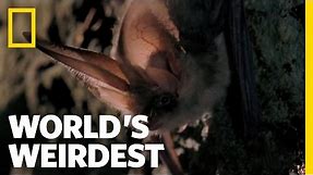 Bat Hunts in "Stealth Mode" | World's Weirdest