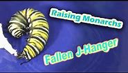 Raising Monarchs - Fallen J-Hanger (Help The Monarch Butterfly)