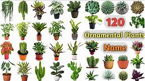 Ornamental Plants Vocabulary ll 120 Ornamental Plants Name In English With Pictures l Indoor Plants