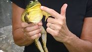 Bullfrogs can be trained as pets