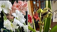 How To Pollinate an Amaryllis Flower and Produce Seed Pods // How to Propagate Amaryllis from Seed