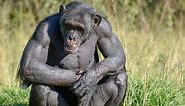 Bili Apes: The Largest Chimpanzee Ever?