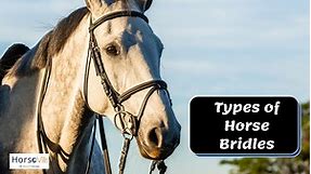 Types of Horse Bridles: Complete Guide from an Expert Rider