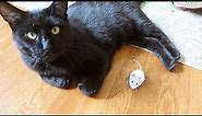 HEXBUG Mouse Robotic Cat Toy Video Review - The Lucky Ferals