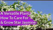 A Very Versatile Plant: Star Jasmine Care & Growing Tips / Joy Us Garden