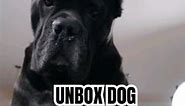Cane Corso watches Galaxy S24 Ultra Unboxing - Unbox Dog Therapy