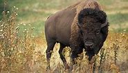 Massive! The Largest Bison Ever Caught In Montana