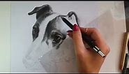 How to Draw a Pet Portrait in Graphite - Tips, Tricks and Tools