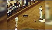 On Friday 13th we rewind to the Cubs' black cat