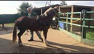 A simple way to harness a horse - how to put harness on - Barry Hook, Horse Drawn Promotions