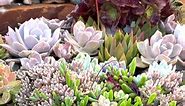 Ruby necklace growing wild #succulents #highlights #fbreelsfypシ゚viral | Redhill Gardens