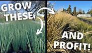 How to Grow Ornamental Grass from Seed: Most Profitable Plants