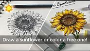 How to draw sunflowers + freebie to color