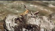 Micrixalus - dancing frogs of India
