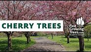Flowering Cherry Trees - FastGrowingTrees.com