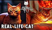 Meet The Real Life Cat Behind The Character in the Game Stray 2022