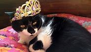 200  Cat Pun Names to Purr-sonalize Your Favorite Feline | LoveToKnow Pets