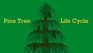 Pine Tree (Conifer) Life Cycle Animation! By Deep Grewal (deepysingh800) #TeamTrees
