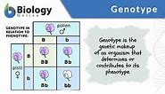 Genotype - Definition and Examples - Biology Online Dictionary