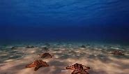 Sea Stars | New Underwater macOS Sonoma Wallpaper