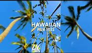 2 HRS Tranquility of Hawaiian Beaches - 4K Relaxing Ocean Waves, Tropical Birds Songs & Palm Trees