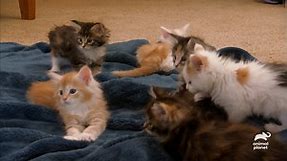 Adorable Maine Coon Kittens Explore Their New Home | Too Cute!