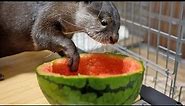 Watermelon in hot summer! Otter Bingo&Belle