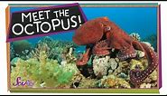 The Outrageous Octopus!