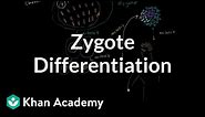 Zygote differentiating into somatic and germ cells | MCAT | Khan Academy
