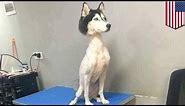 Shaved husky: mysterious viral photo of shaved husky sends Twitter into a frenzy - TomoNews