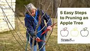 Pruning An Apple Tree in 5 Easy Steps