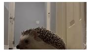 So Cute baby hedgehog 😘