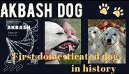 HİSTORY OF "AKBASH DOGS"- The Detailed History Of The Akbash Dog İs Only On Our Channel-Altuğ ULUCAN