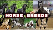 Horse Breeds In The World