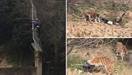 Tourists watch in horror as tigers maul and drag a man inside their enclosure