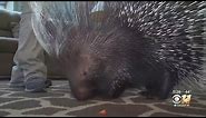 Wild Wednesday: African Cape Porcupine