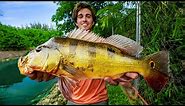 Catching PEACOCK BASS in Florida | Peacock Bass Fishing 4K
