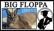 The Story Behind BIG FLOPPA, The Cutest Caracal