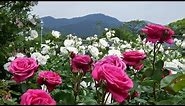 The rose garden of Kayoichou Park, Japan - 4K garden rose extravaganza