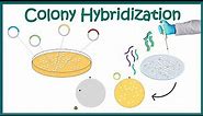 Colony hybridization method | screening genomic or cDNA libraries