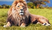 The Biggest Lions in the World - Discovery UK