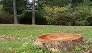 How to Remove a Tree Stump with Epsom Salt - Trees.com