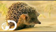 Cute But Vicious Hedgehog Attacks A Deadly Viper | Wildest Middle East