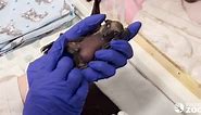 The Bat Who Lived! Toronto Zoo's Newest Winged Arrival Is Recovers After Traumatic Birth