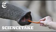 Inside the Nose of an Elephant | ScienceTake
