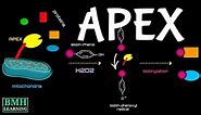 APEX-MS | BioID Vs APEX | Proximity-Labeling Using Peroxidase Enzymes |